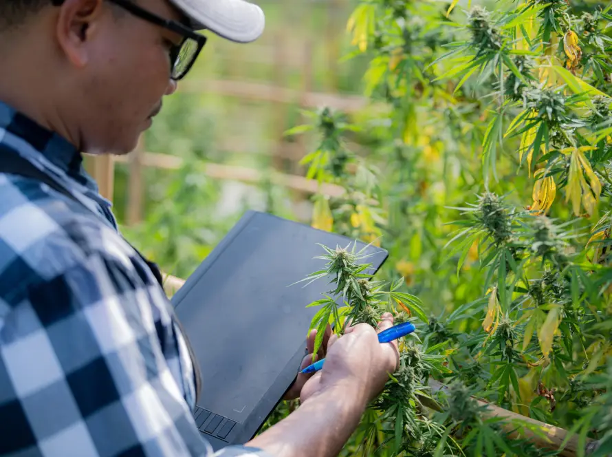 Growers-inspect-cannabis-flowers