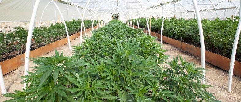 Commercial Cannabis Grow Operation