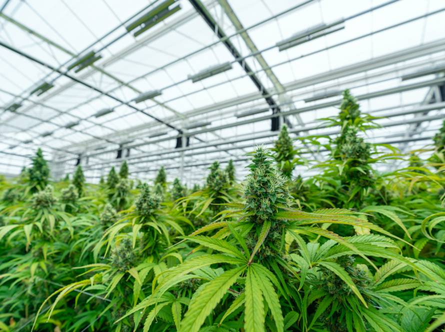 The flowering colas of mature, legal cannabis plants