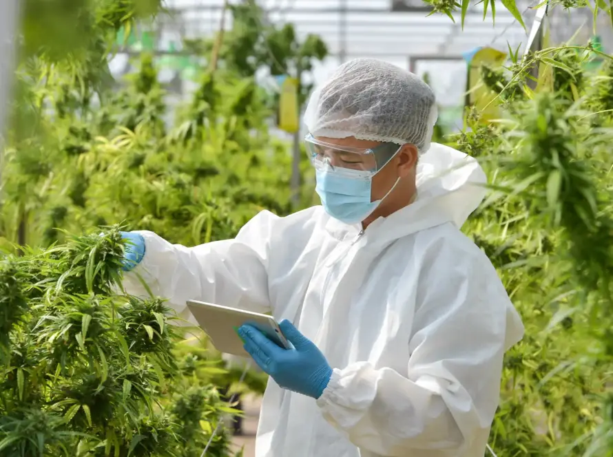 Cannabis Factory Green house, A close up of the marijuana farm industry.